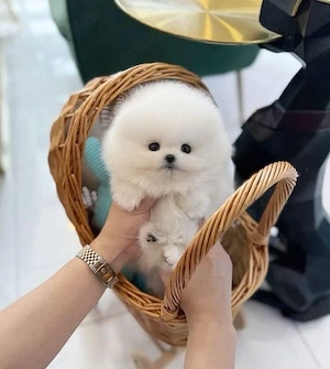 Pomeranian Boo mini toy  - imagine 2