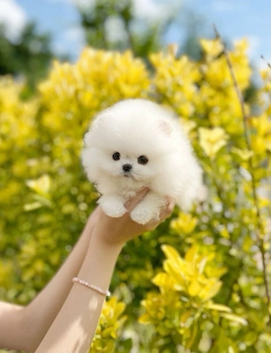 Pomeranian Boo Mini Toy  - imagine 3