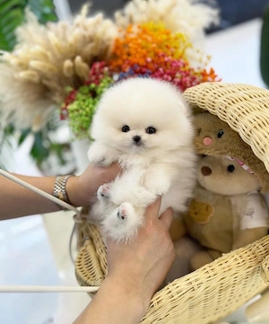 Pomeranian Boo Mini Toy  - imagine 2
