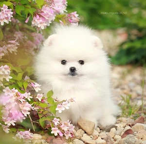Pomeranian Boo Mini Toy  - imagine 2