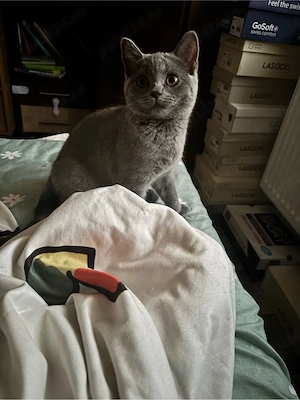 Cautam casuta pentru 2 pisicute British Shorthair