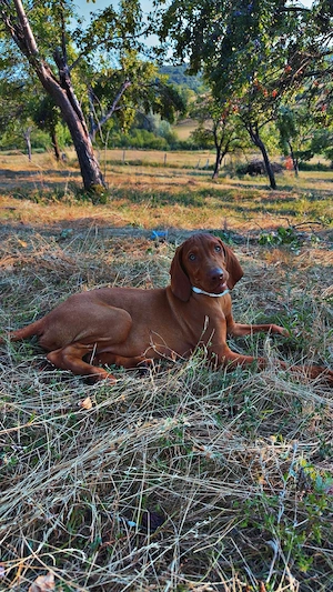 Vand pui Vizsla în vârstă de 3 luni  - imagine 2