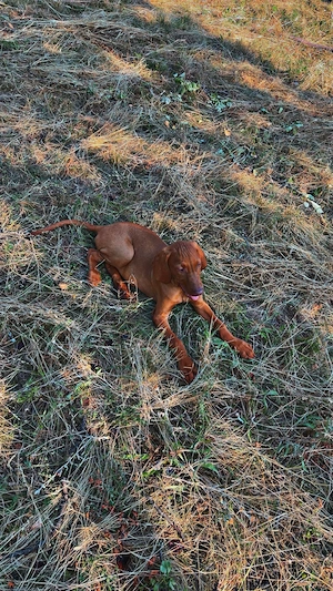 Vand pui Vizsla în vârstă de 3 luni  - imagine 4