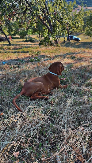 Vand pui Vizsla în vârstă de 3 luni  - imagine 3