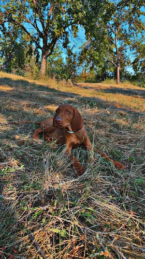 Vand pui Vizsla în vârstă de 3 luni 