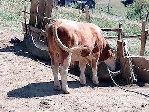 tauras de vanzare 