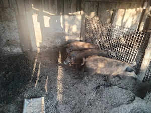 Porci mangalita si marele alb cu pietran - imagine 3