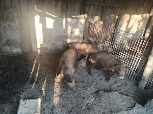 Porci mangalita si marele alb cu pietran