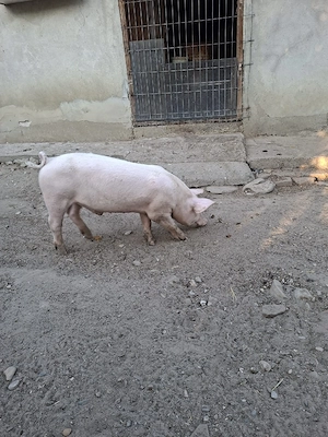 Porci mangalita si marele alb cu pietran - imagine 4