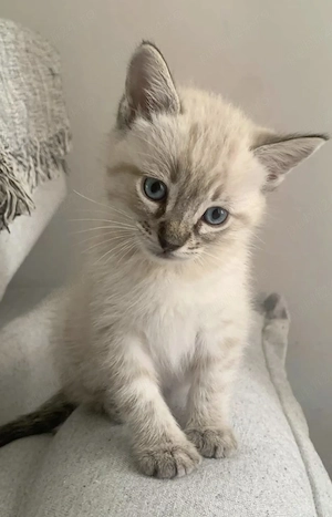 Ragdoll fetiță și băiețel 