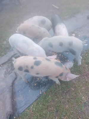 vind purcei de 8 săptămâni 