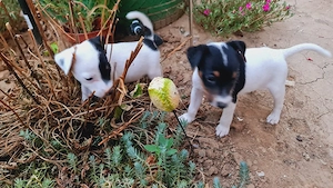 Vand 2 fetite Jack Russell Terrier  - imagine 2