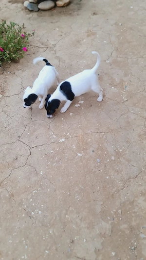 Vand 2 fetite Jack Russell Terrier  - imagine 4