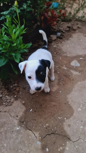 Vand 2 fetite Jack Russell Terrier  - imagine 3
