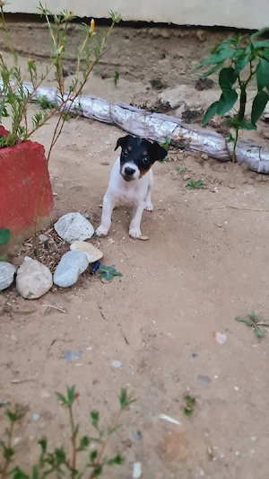 Vand 2 fetite Jack Russell Terrier  - imagine 5