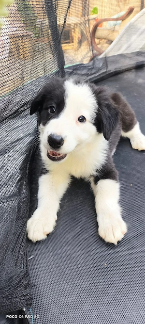 căței border  collie  - imagine 2