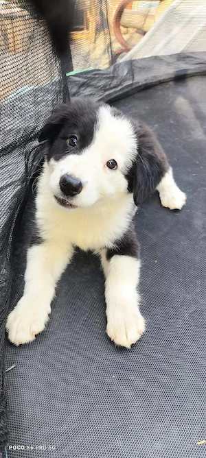 căței border  collie  - imagine 3