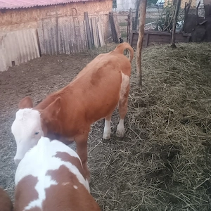 Tăuraș   de.    vânzare 