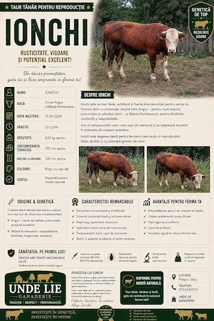 De vânzare viței, tauri, bovine și oi sănătoase! (Pelișor, Sibiu) - imagine 3