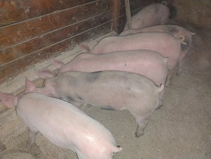 Porci de 8 săptămâni  - imagine 2