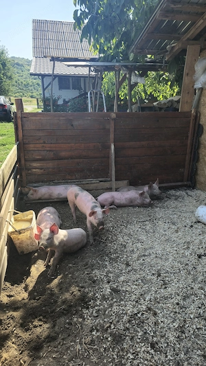 Porci de 8 săptămâni  - imagine 3