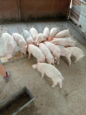 purcei de vânzare. Inf la nr  