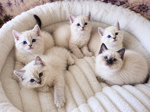 puiuți ragdoll disponibili  - imagine 5
