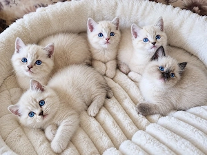 puiuți ragdoll disponibili  - imagine 2
