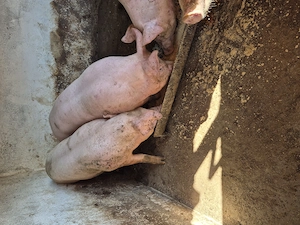 Vand porc castrat 120_130 kg