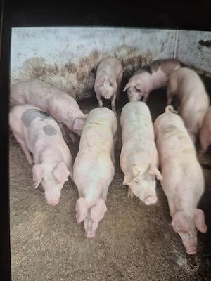 Vand porci crescuti natural - imagine 2