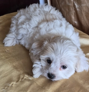 Bichon maltez!