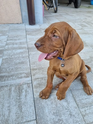 Căţeluşi "Vizsla maghiar "  7 saptamani! - imagine 2