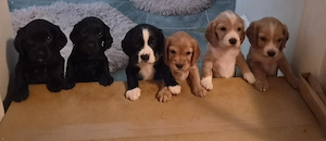 Pui rasa cocker spaniel