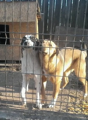 COLABORARE-ajutor animale, Giurgiu,sat Vlașin!!! - imagine 4