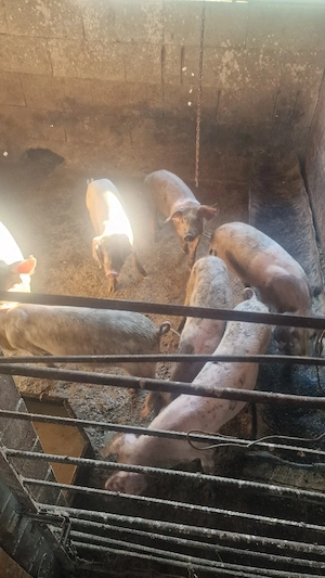 vand porci