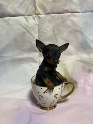 pinscher pitic toy de vanzare caine de apartament - imagine 4