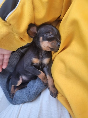 pinscher pitic toy de vanzare caine de apartament - imagine 5