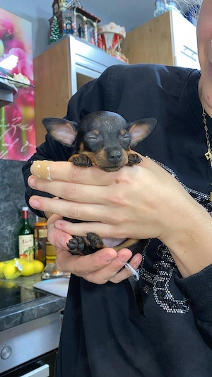 pinscher pitic toy de vanzare caine de apartament - imagine 3