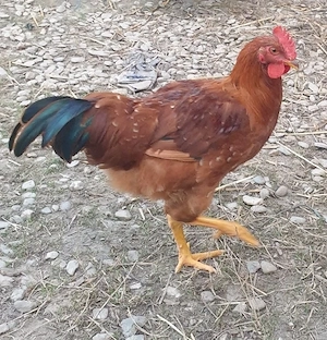 Cocoși tineri de vânzare  