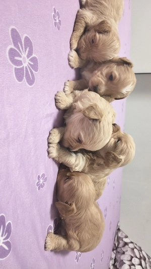  cățeluși Maltipoo  - imagine 2
