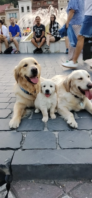 Pui GOLDEN RETRIEVER, rasă pură, dețin ambii părinți 