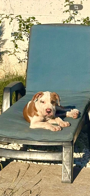 Mascul Amstaff cu pedigree - imagine 3