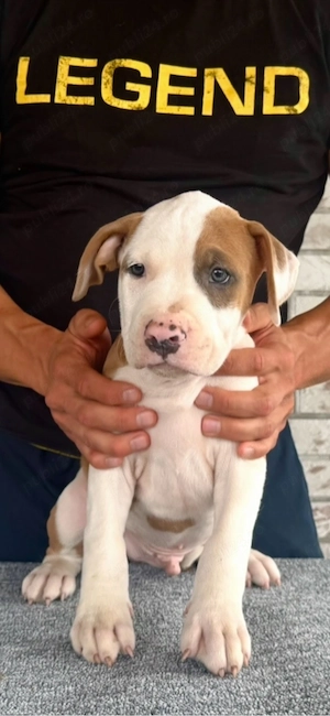 Mascul Amstaff cu pedigree