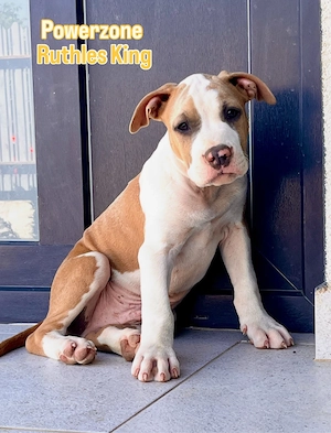 Amstaff cu pedigree