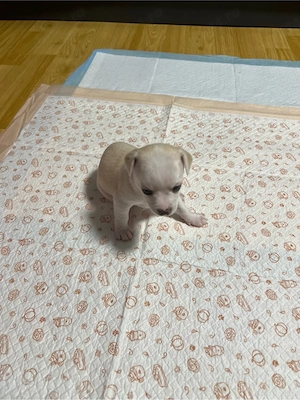 Pui Chihuahua Toy   1 băiat și 3 fetițe   450  