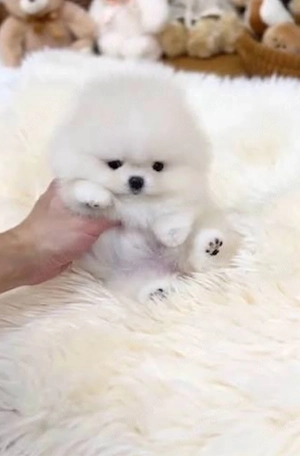 Pomeranian extra mic  - imagine 3