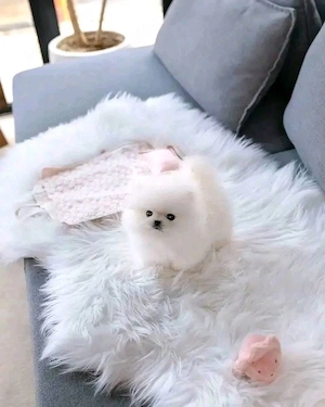 Pomeranian talie foarte mica la maturitate  - imagine 5