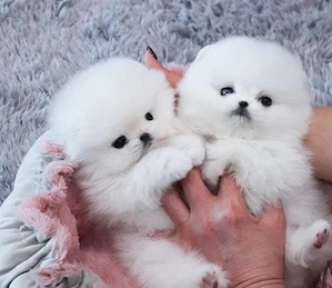 Pomeranian talie foarte mica la maturitate 