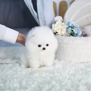Pomeranian talie foarte mica la maturitate  - imagine 3