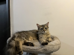 Băieți british longhair - imagine 3